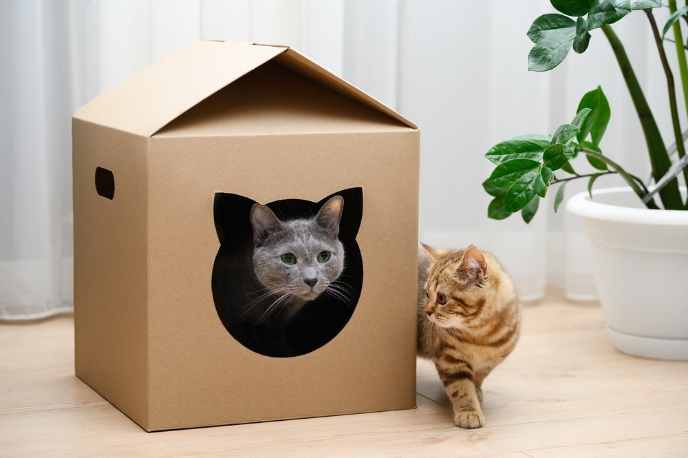 Como Fazer um Arranhador Caseiro Acoplado à Casinha de Gato