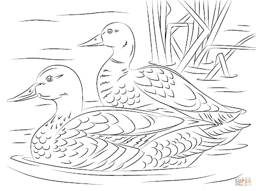 erros comuns ao imprimir desenhos de pato para colorir