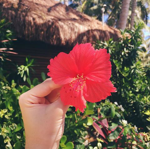 flor na mão tumblr