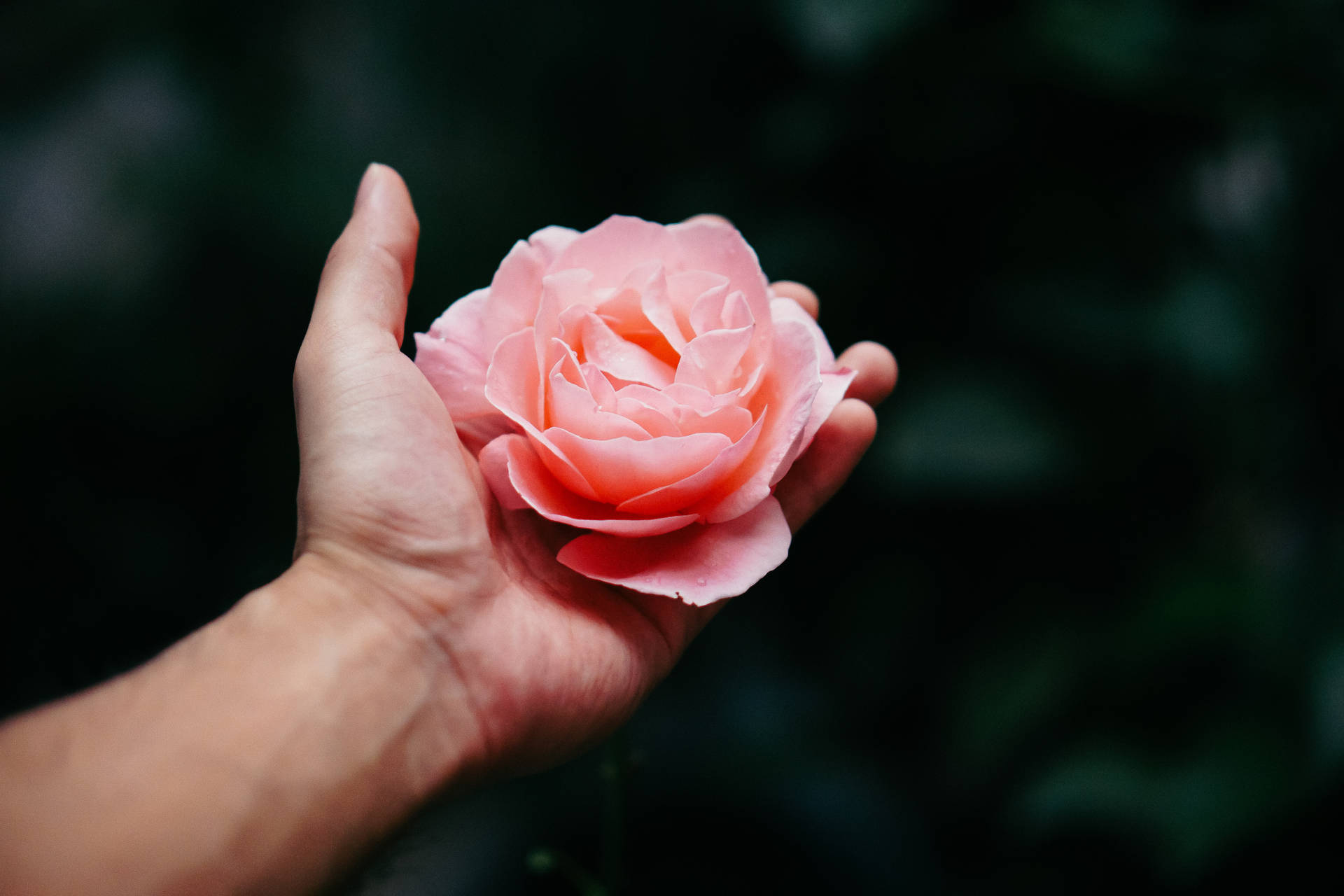 O Significado Oculto das Flores Mais Usadas em Tatuagens