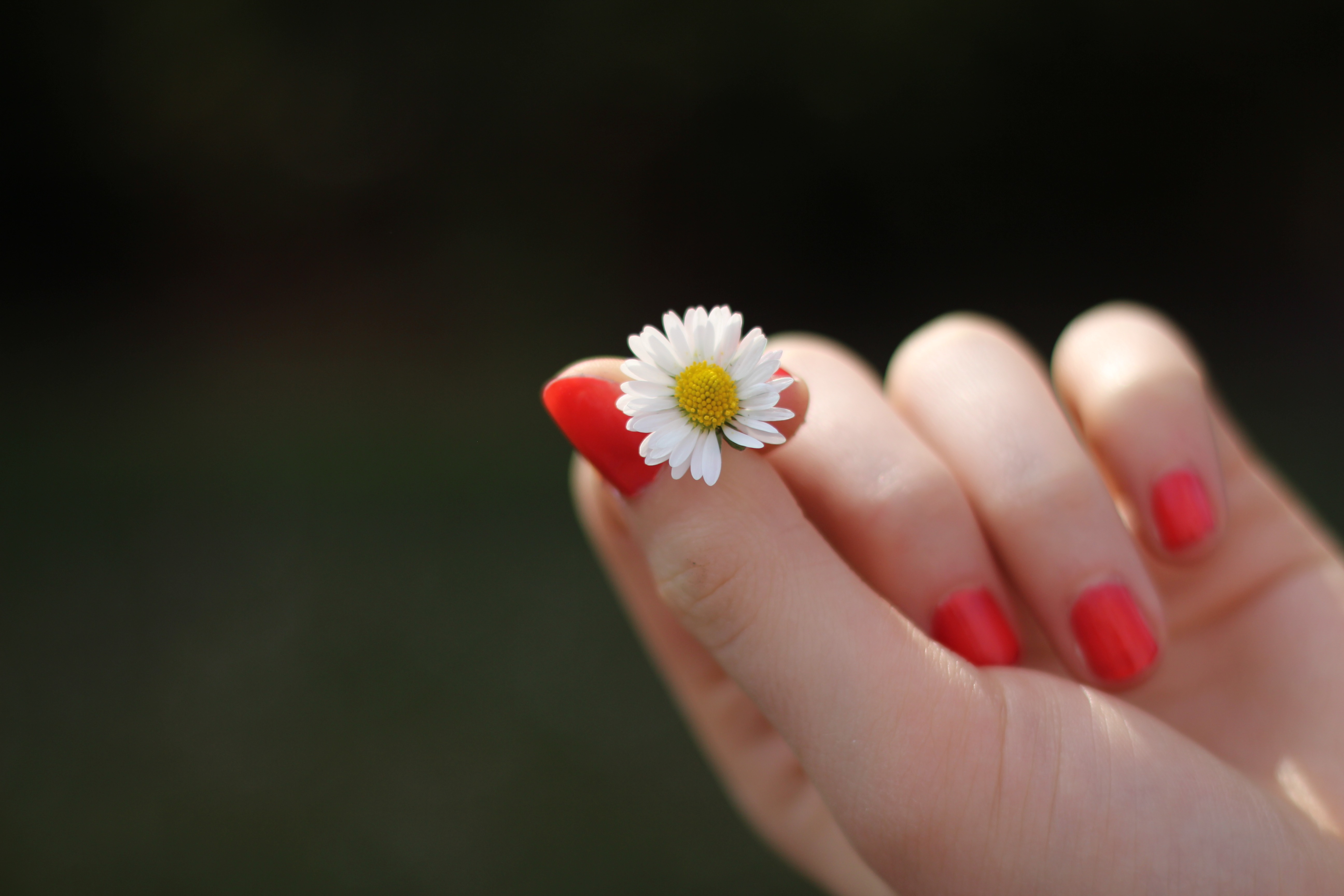 Frases Inspiradoras para Legendas de Fotos com Flores
