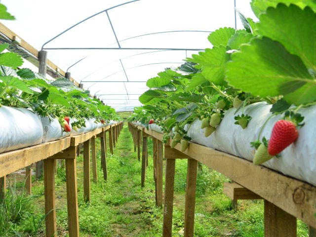 horta suspensa de morango