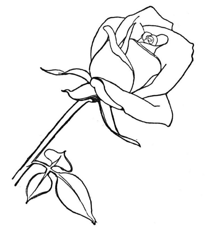 riscos de rosas para imprimir grátis