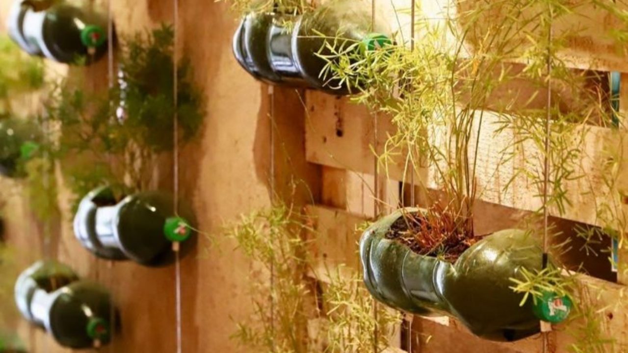 vasos de plantas com garrafa pet
