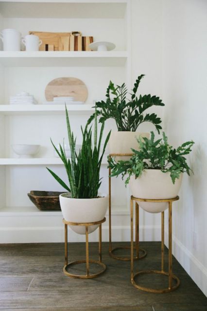 Vasos de Chão para Sala: Escolha a Planta Perfeita para Cada Estilo