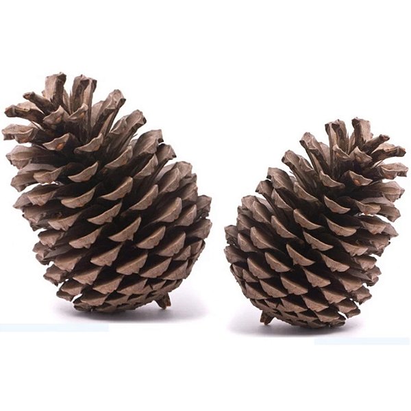 como preparar pinhas para decoração