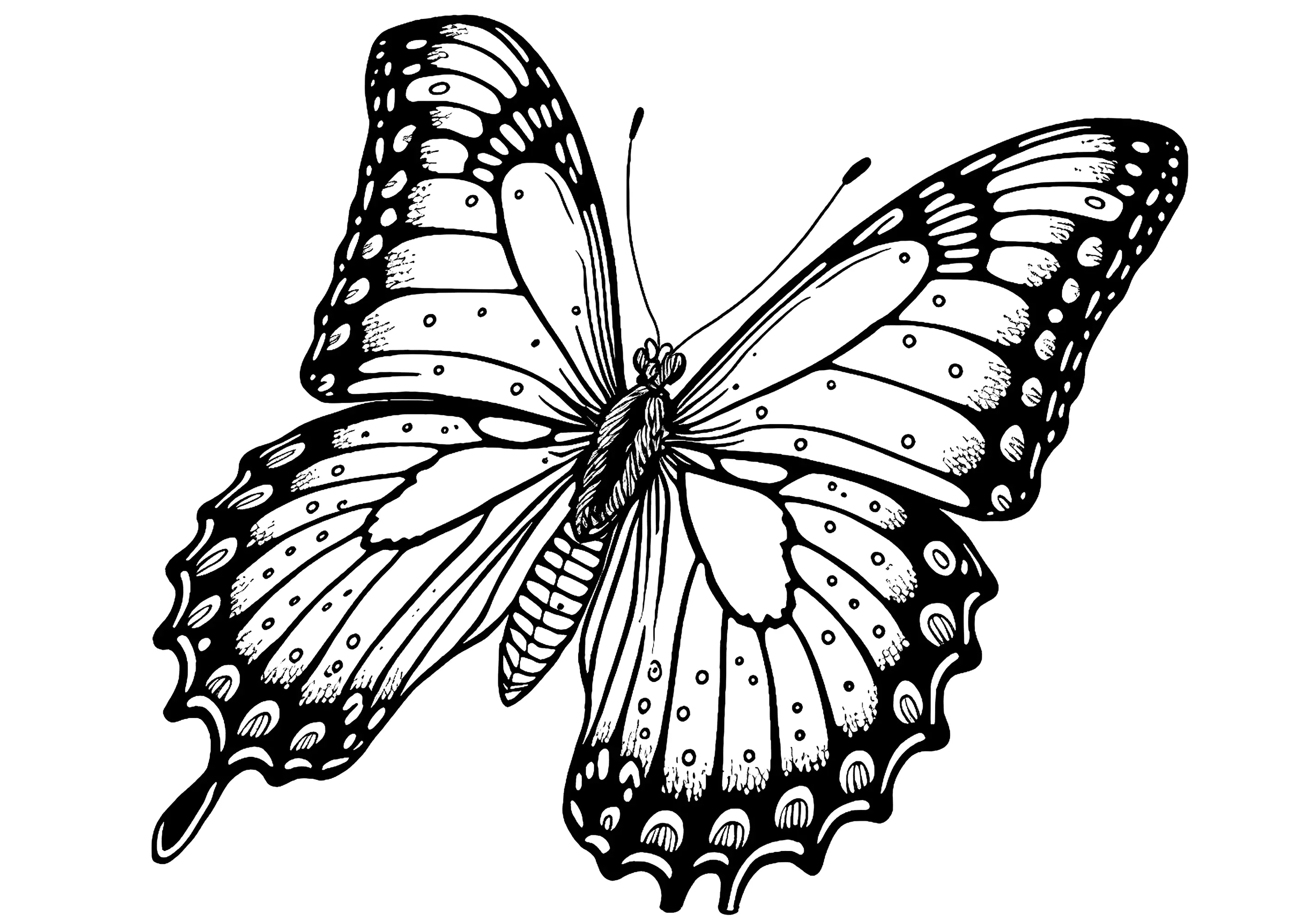 molde de borboleta pdf