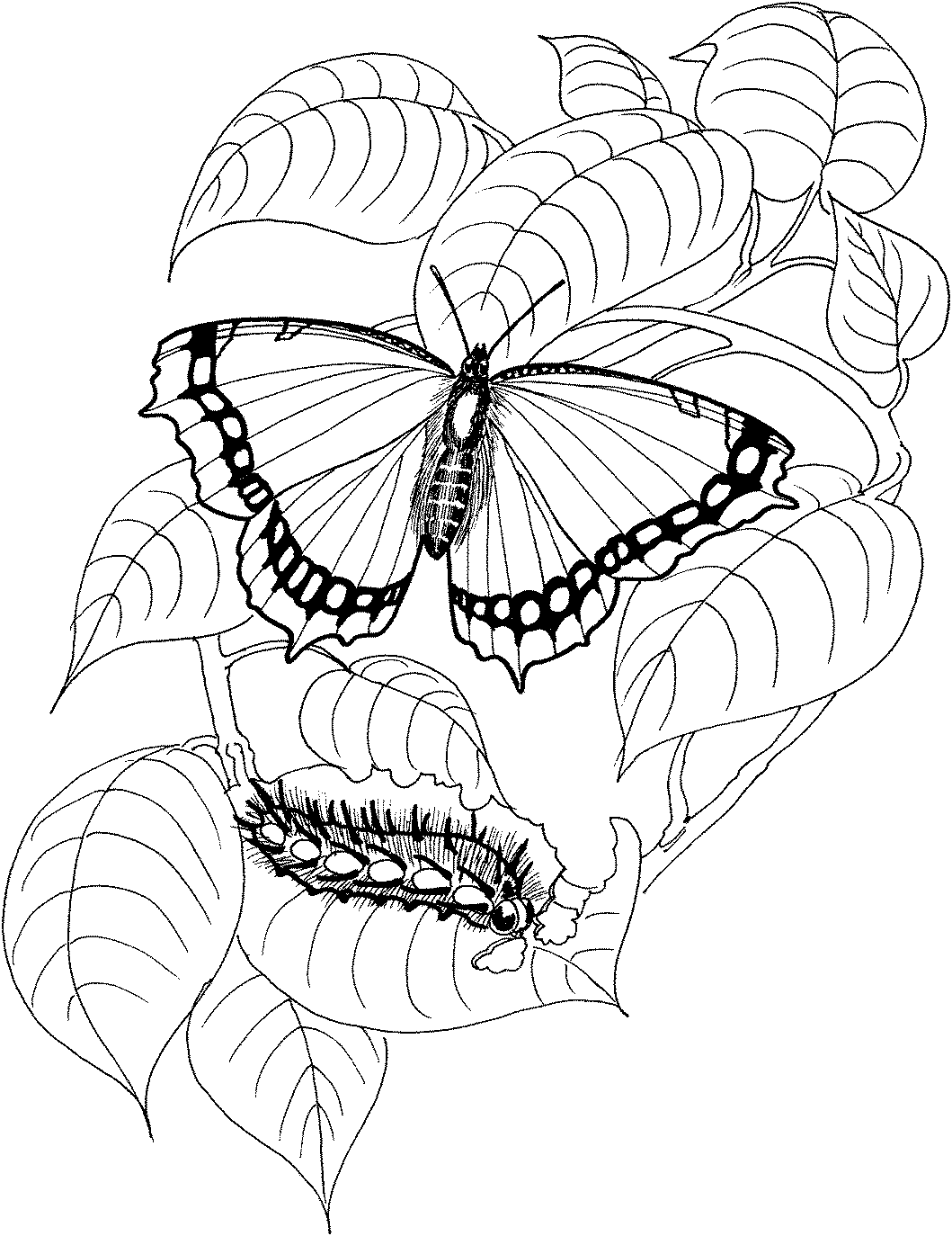 molde de borboleta para decoração